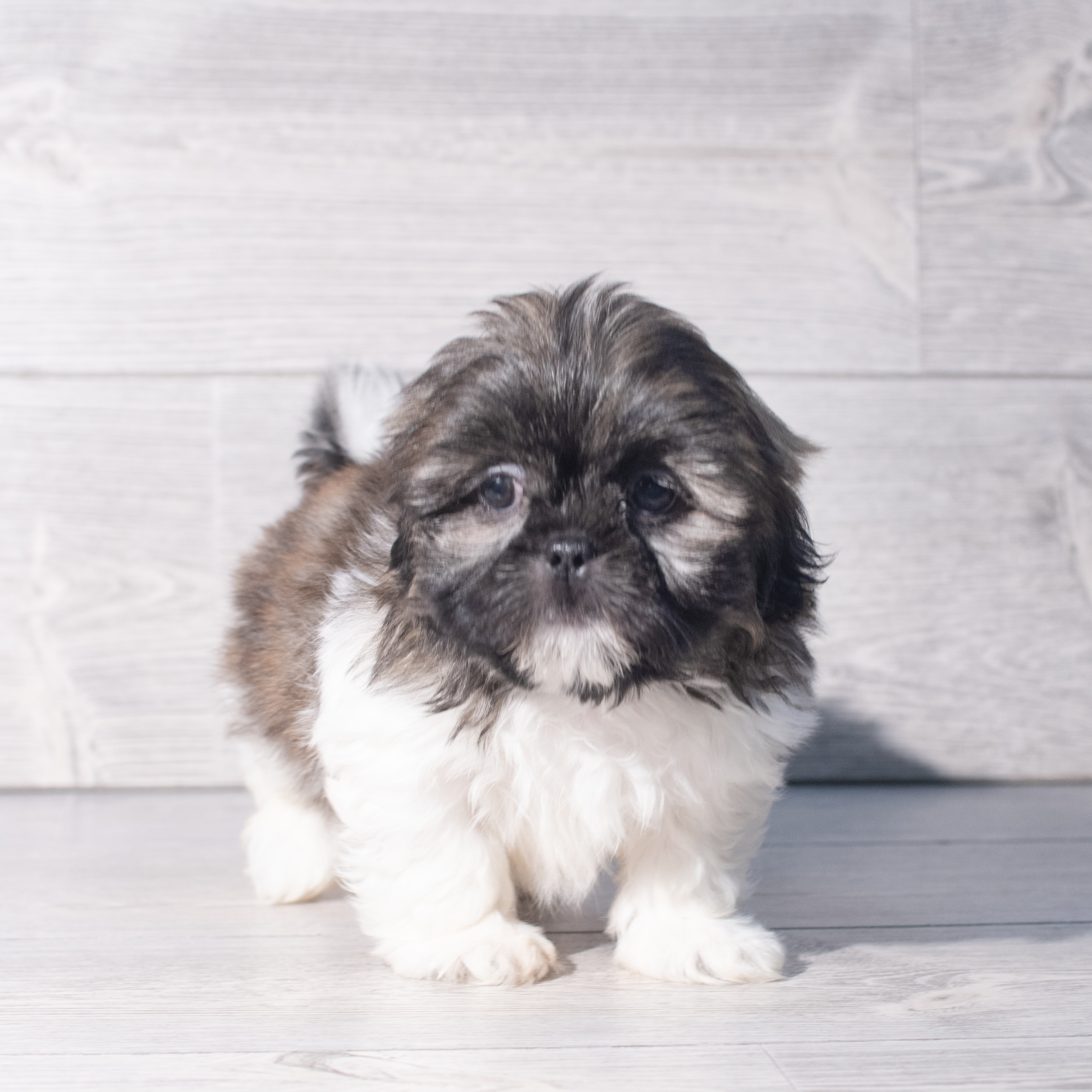 Shih Tzu (M) 2383 Image #1
