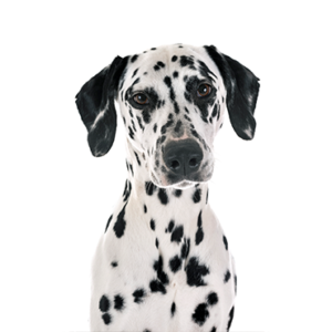 Petland Cleveland Dalmatian