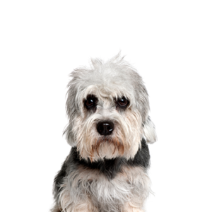 Petland Cleveland Dandie Dinmont Terrier