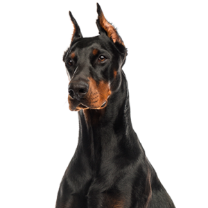 Petland Cleveland Doberman Pinscher