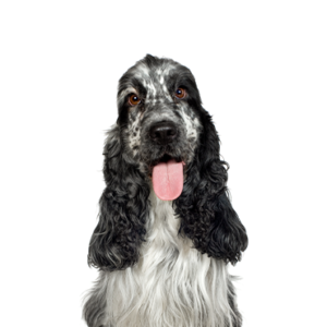 Petland Cleveland English Cocker Spaniel