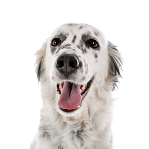 Petland Cleveland English Setter
