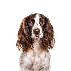 Petland Cleveland English Springer Spaniel