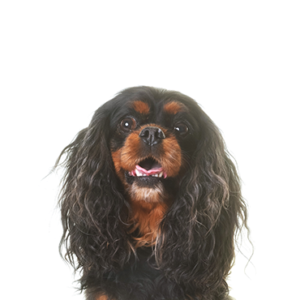 Petland Cleveland English Toy Spaniel