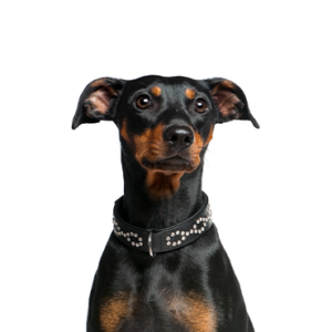 Petland Cleveland German Pinscher
