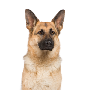 Petland Cleveland German Shepherd