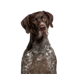 Petland Cleveland German Shorthaired Pointer