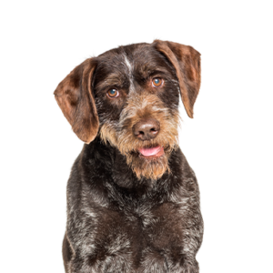 Petland Cleveland German Wirehaired Pointer