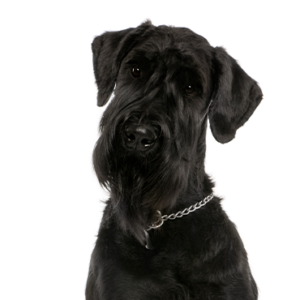 Petland Cleveland Giant Schnauzer