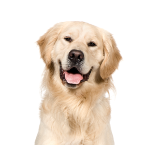 Petland Cleveland Golden Retriever