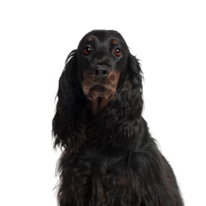 Petland Cleveland Gordon Setter