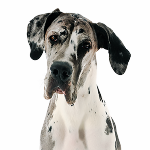 Petland Cleveland Great Dane