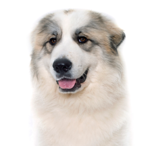 Petland Cleveland Great Pyrenees