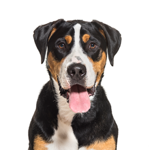 Petland Cleveland Great Swiss Mountain Dog