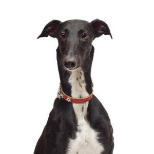 Petland Cleveland Greyhound