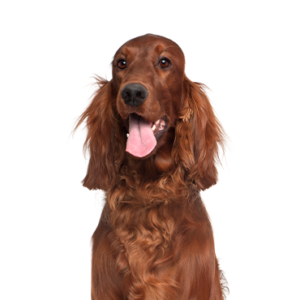 Petland Cleveland Irish Setter