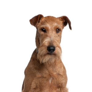 Petland Cleveland Irish Terrier