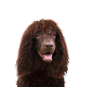 Petland Cleveland Irish Water Spaniel