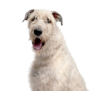 Petland Cleveland Irish Wolfhound