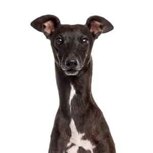 Petland Cleveland Italian Greyhound