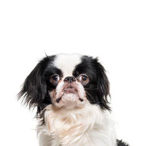 Petland Cleveland Japanese Chin