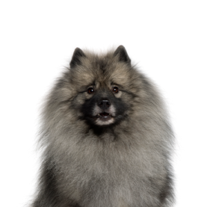 Petland Cleveland Keeshond