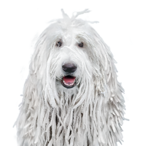 Petland Cleveland Komondor