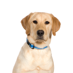 Petland Cleveland Labrador Retriever