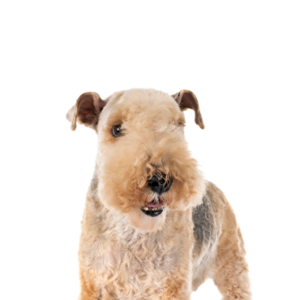 Petland Cleveland Lakeland Terrier