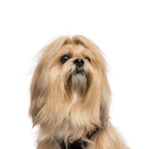 Petland Cleveland Lhasa Apso