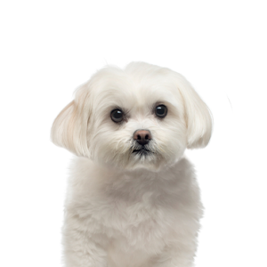 Petland Cleveland Maltese