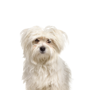 Petland Cleveland Maltipom