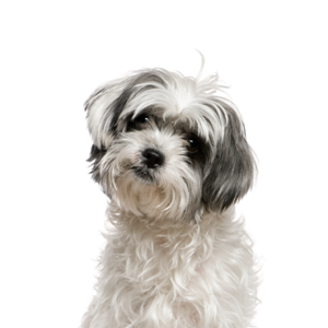 Petland Cleveland Malshi