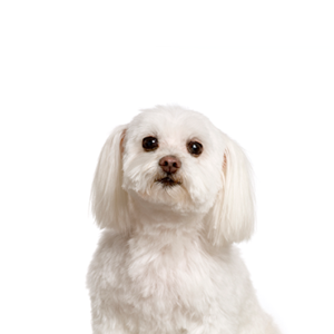 Petland Cleveland Maltichon