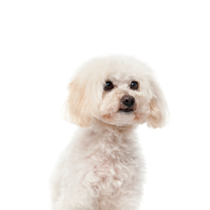 Petland Cleveland Maltipoo