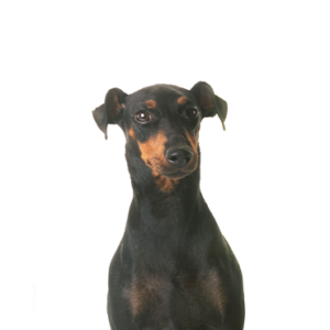 Petland Cleveland Manchester Terrier