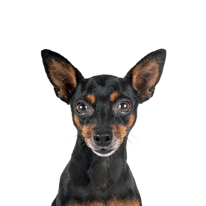 Petland Cleveland Miniature Pinscher