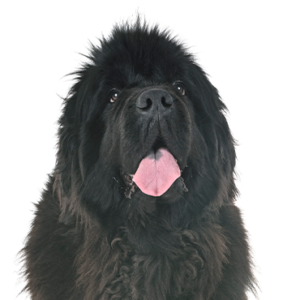Petland Cleveland Newfoundland
