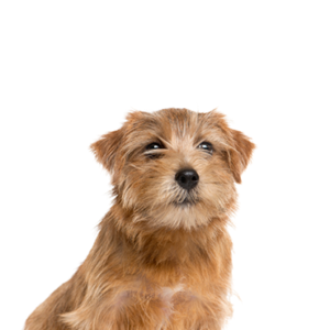 Petland Cleveland Norfolk Terrier