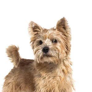 Petland Cleveland Norwich Terrier