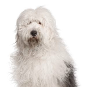 Petland Cleveland Old English Sheepdog