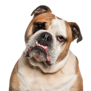Petland Cleveland Olde English Bulldogge