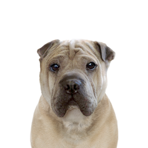 Petland Cleveland Ori Pei