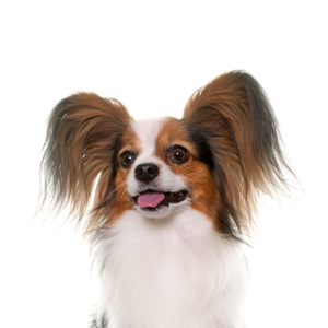 Petland Cleveland Papillon