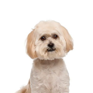 Petland Cleveland Peekapoo