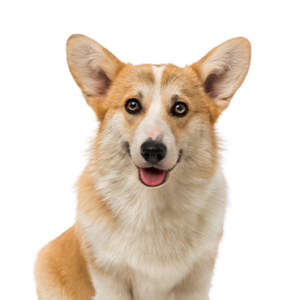 Petland Cleveland Pembroke Welsh Corgi
