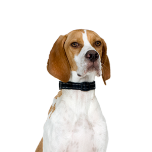 Petland Cleveland Pointer