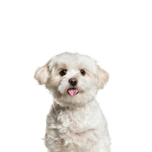 Petland Cleveland Pomapoo
