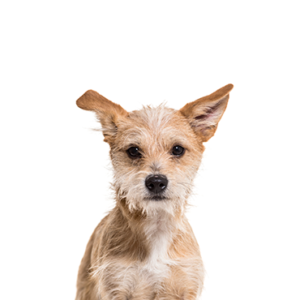 Petland Cleveland Chipoo