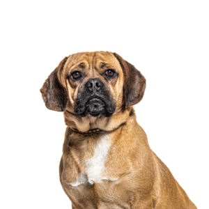Petland Cleveland Puggle